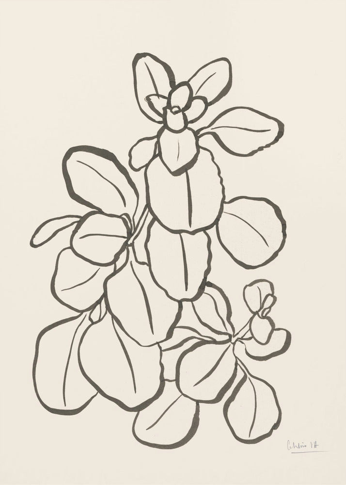 Kalanchoe Plant | Canvas