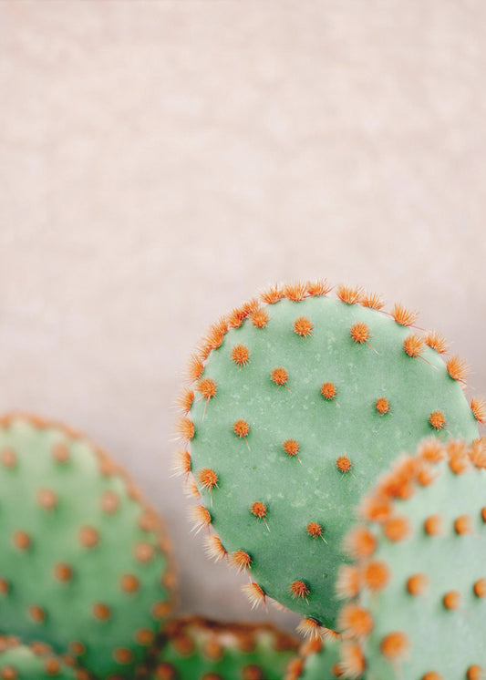 Cacti Pastel Tones | Canvas