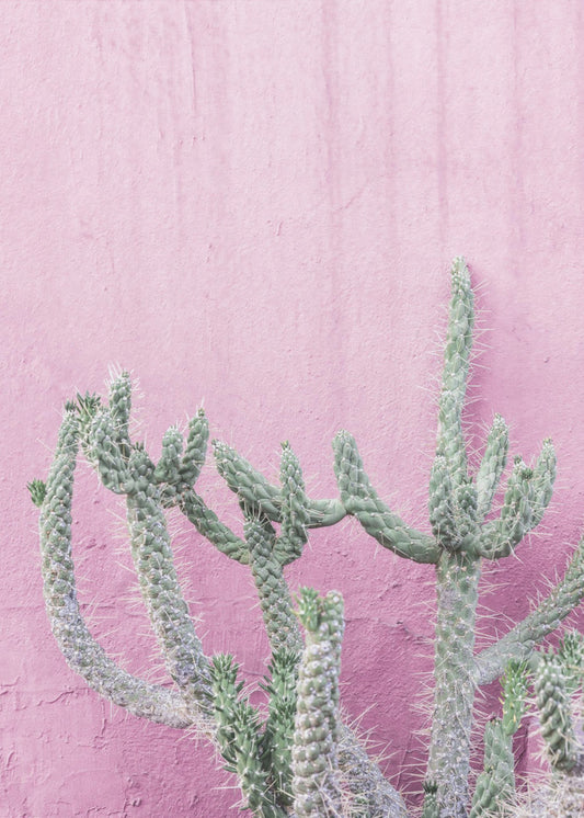 Cactus On Pink | Canvas