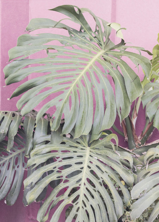 Monstera leaf La Muralla | Poster