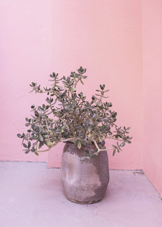 Spanish Rustic Succulent | Canvas