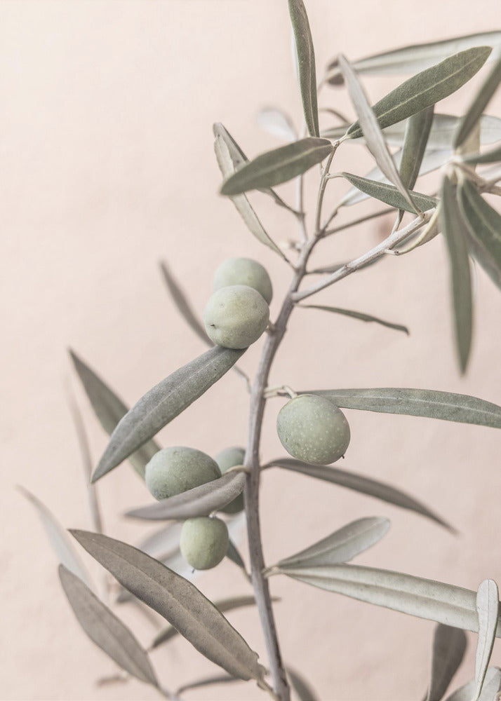 Olives | Poster