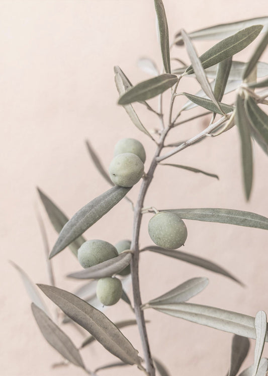 Olives | Canvas