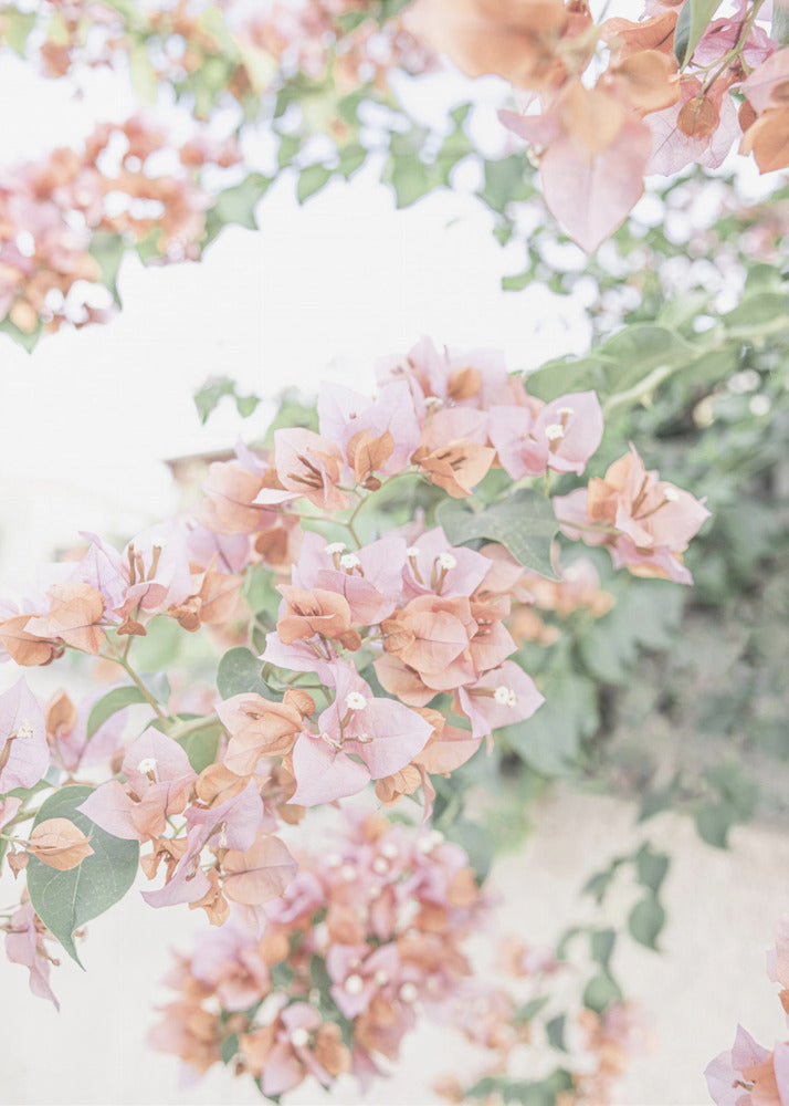 Peach Bougainvillea | Poster