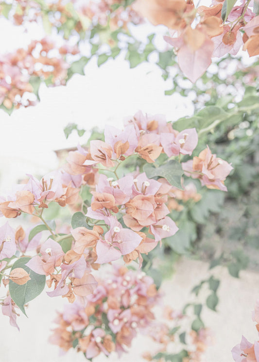 Peach Bougainvillea | Poster