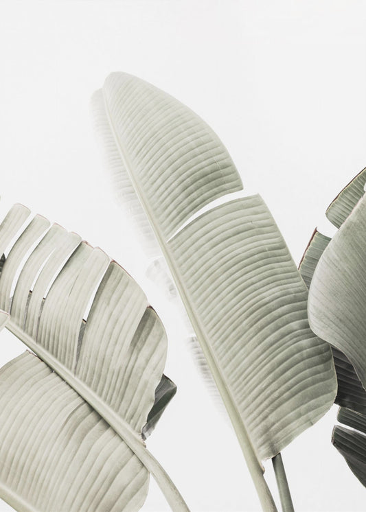 Banana leaf 1 | Poster