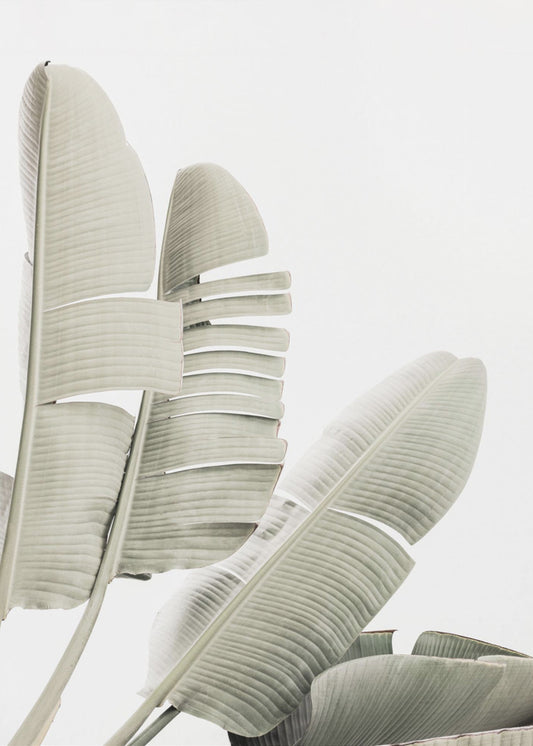 Banana leaf 2 | Canvas