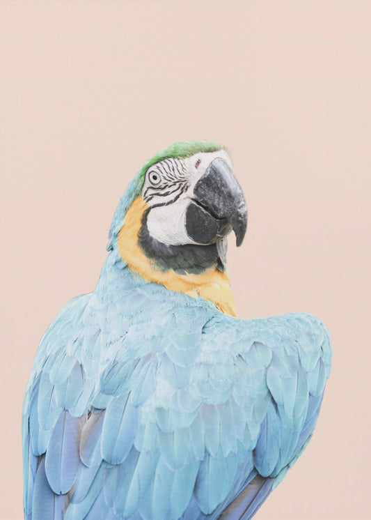 Blue Macaw | Canvas