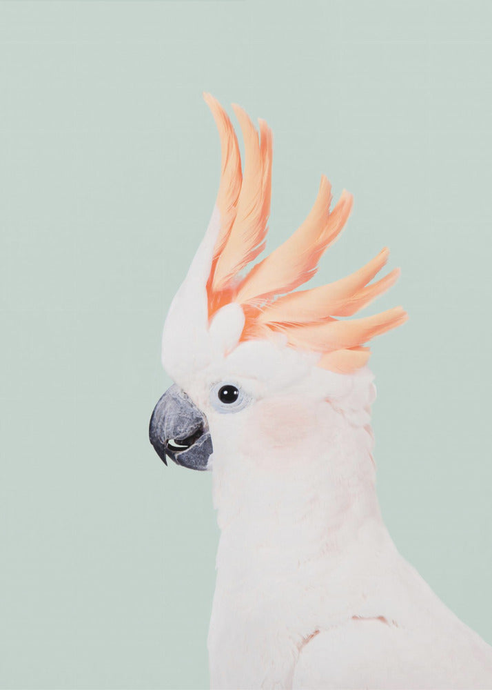 Cockatoo on Mint | Poster
