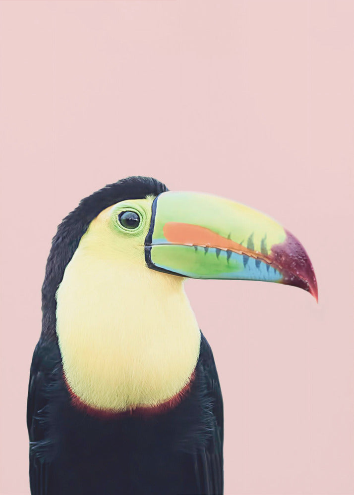 Toucan on Pink | Canvas