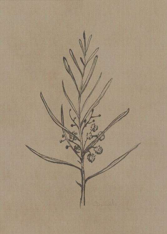 Blackwood Sapling | Canvas