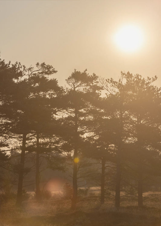 A Morning Scene 5 | Canvas