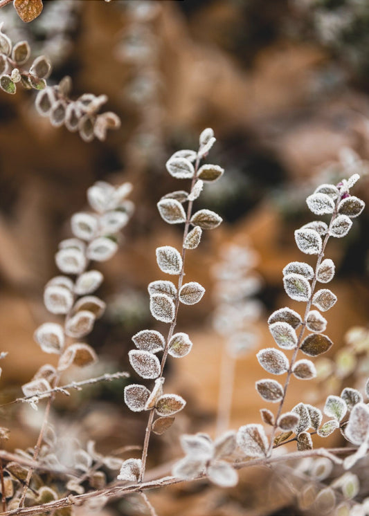 A Winter Morning 2 | Canvas