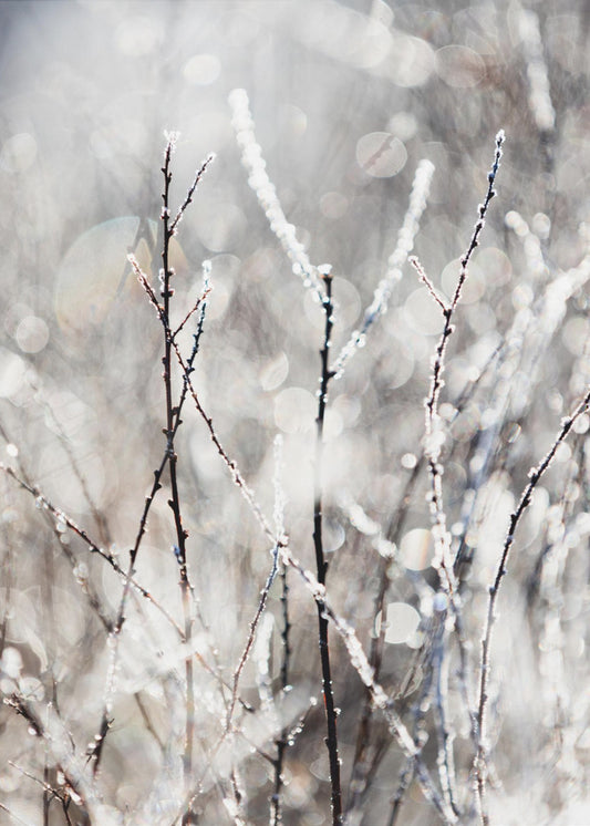 A Winter Morning 4 | Poster