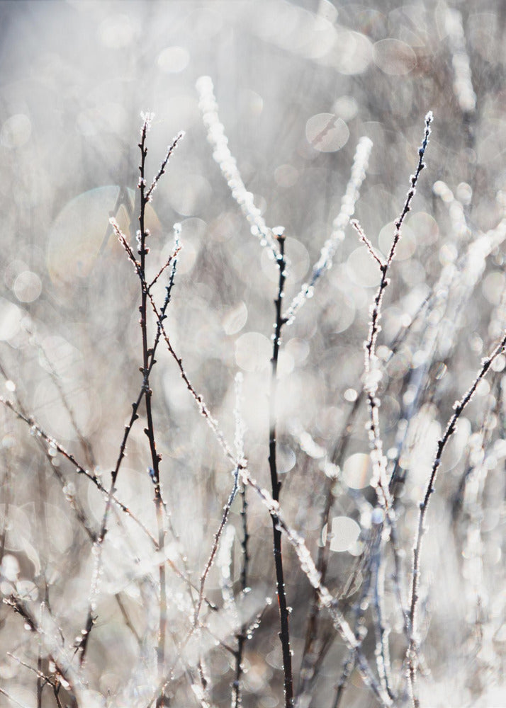 A Winter Morning 4 | Canvas