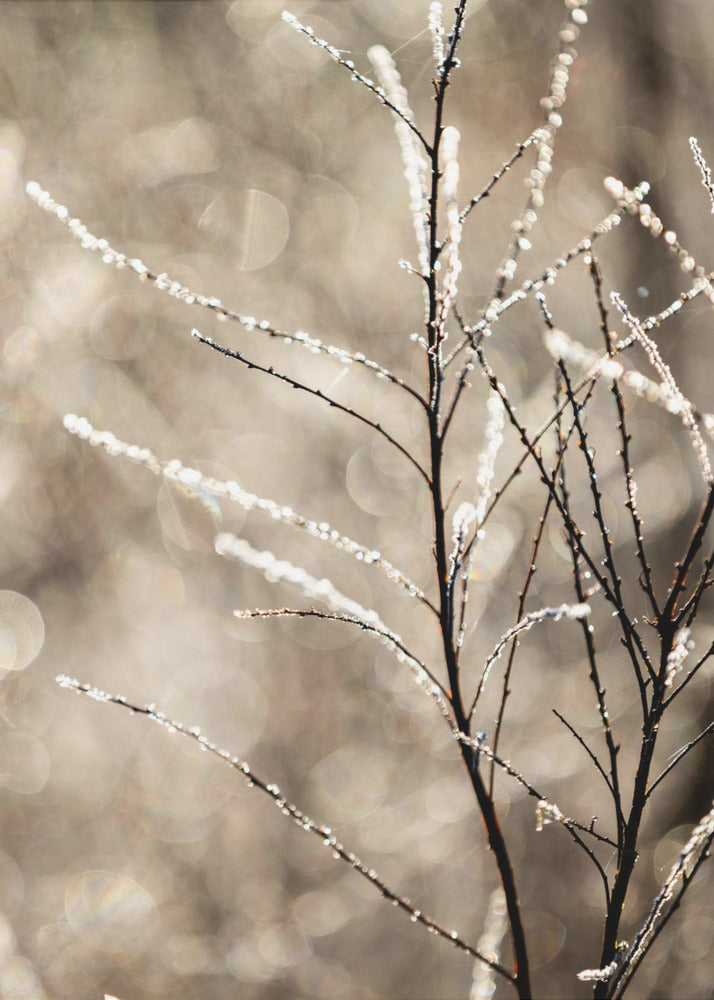 A Winter Morning 5 | Canvas