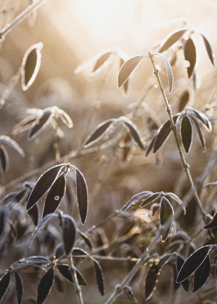 A Winter Morning 6 | Poster