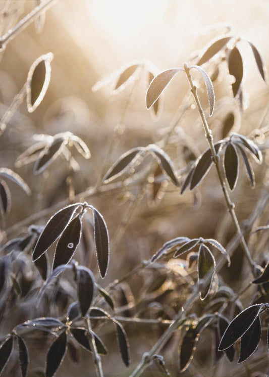 A Winter Morning 6 | Poster