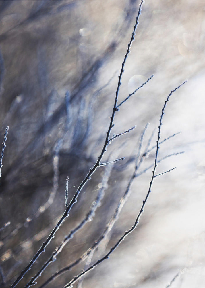 A Winter Morning 7 018a4832 | Canvas