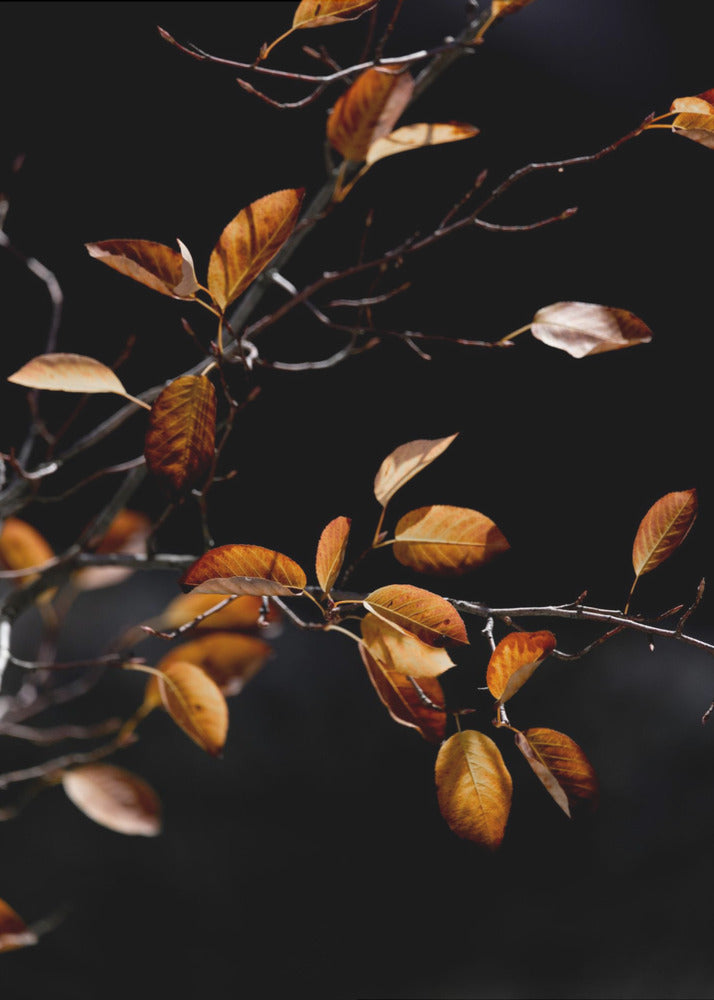 Autumn Leaves 15 | Poster