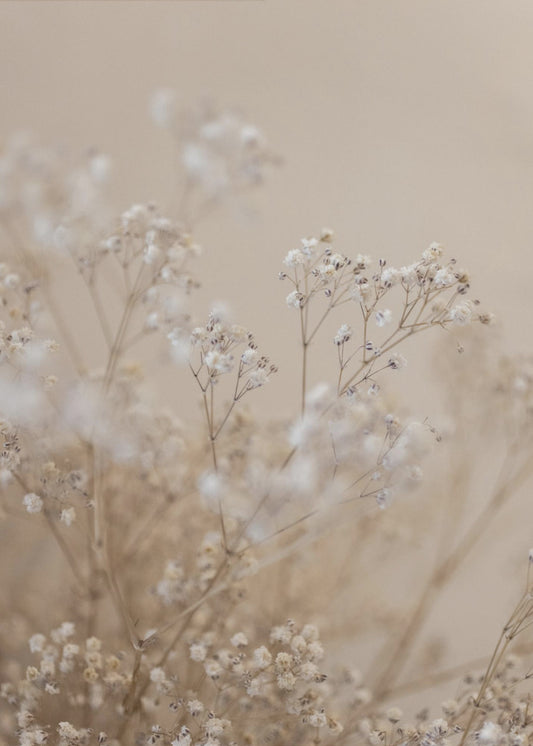 Babys Breath 1 | Canvas
