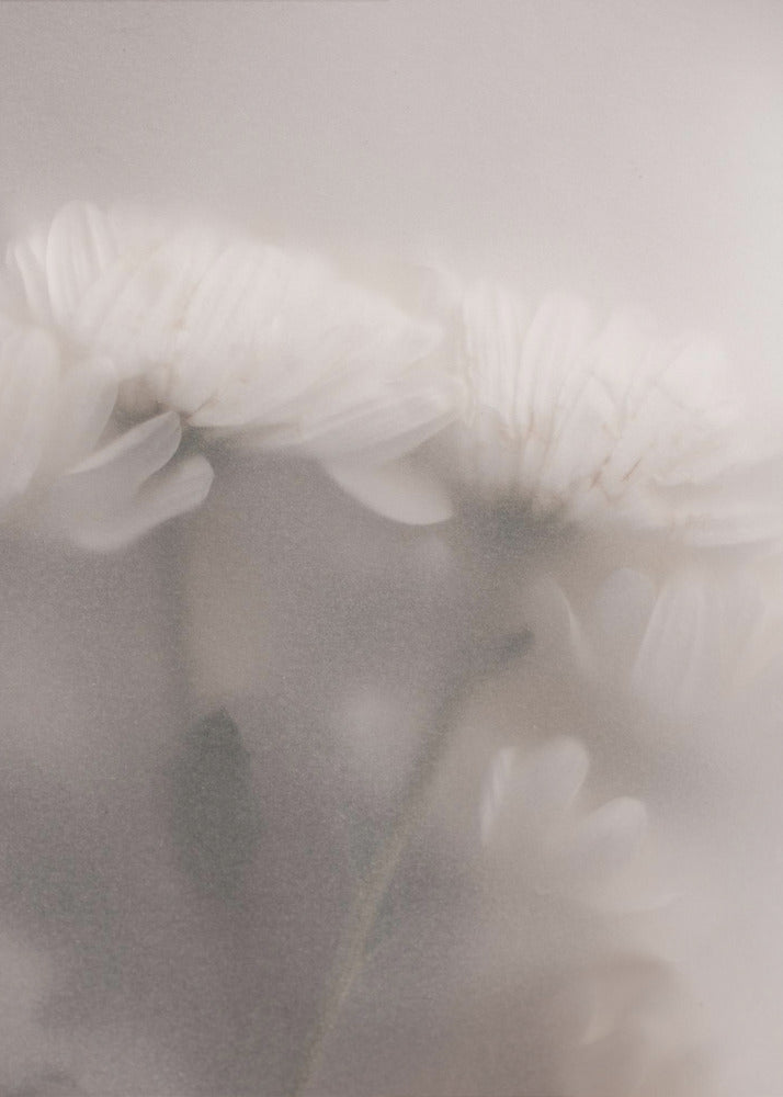 Blurred Flowers 2 | Canvas
