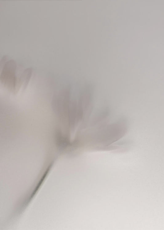 Blurred Flowers 1 018a5454 | Canvas