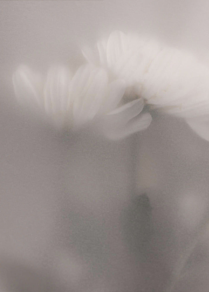 Blurred Flowers 3 | Canvas