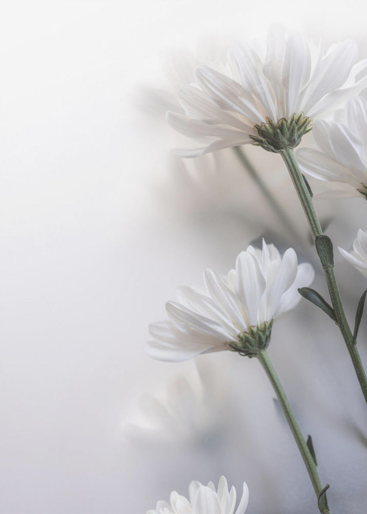 Blurred Flowers 8 | Canvas