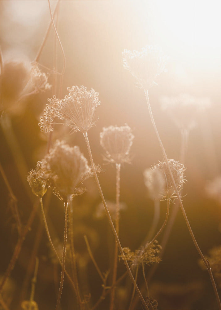 Golden Hour 1 | Canvas