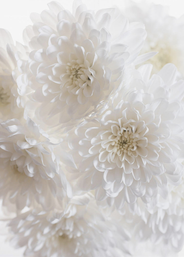 White Flowers 1 | Poster
