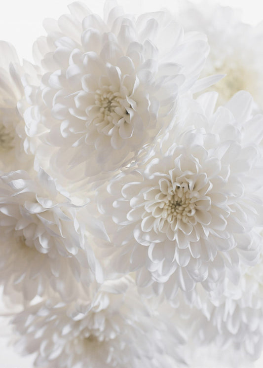 White Flowers 1 | Canvas