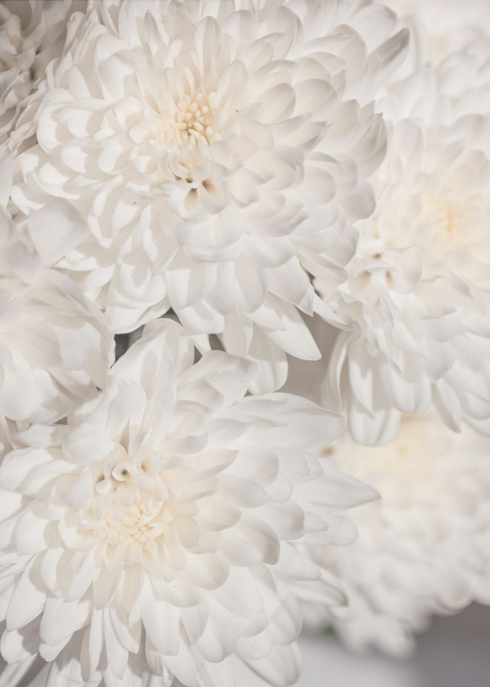 White Flowers 2 | Canvas