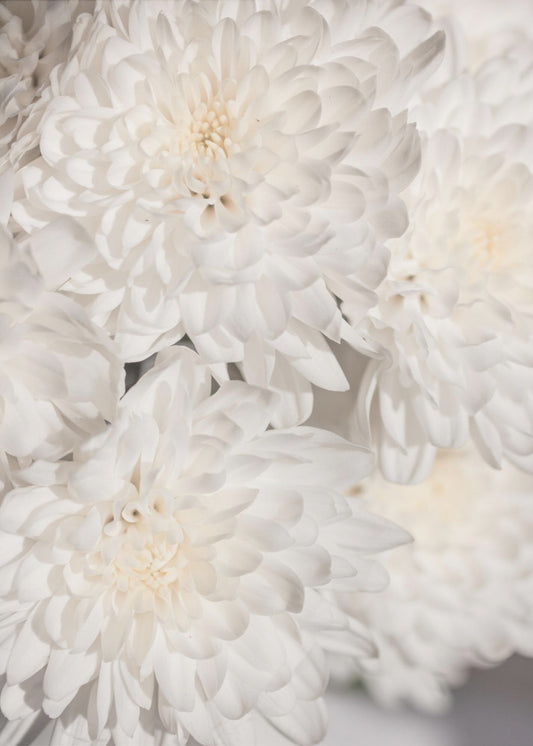 White Flowers 2 | Canvas