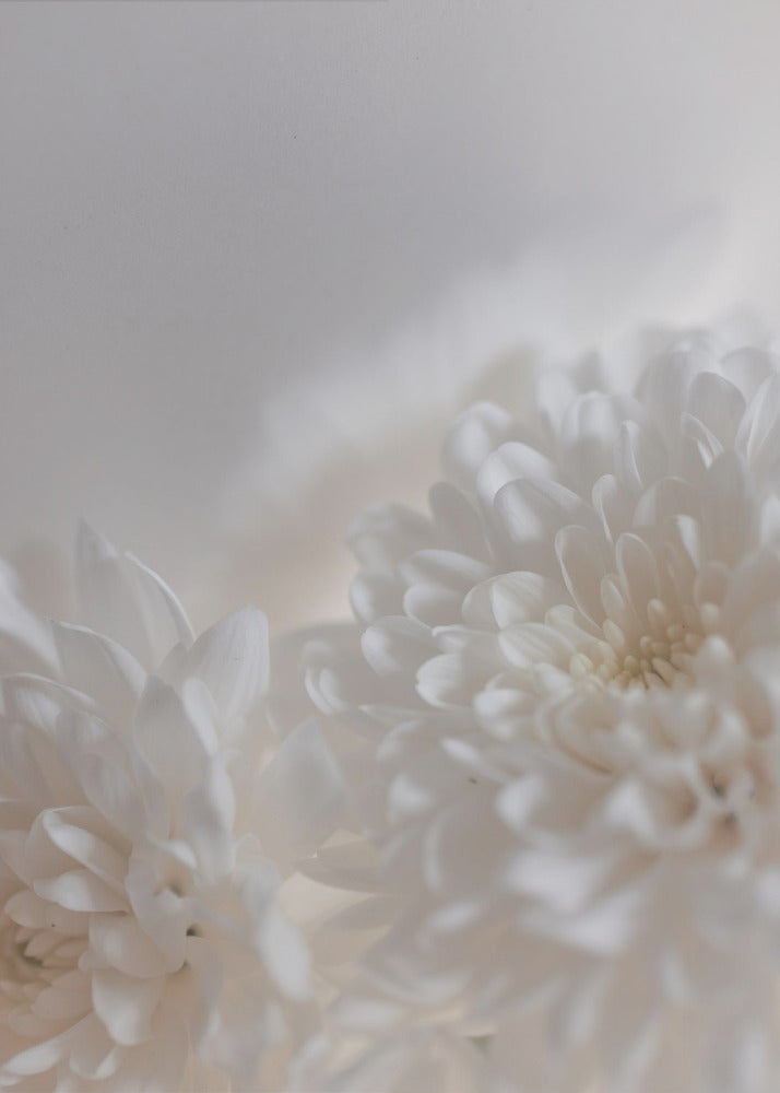 White Flowers 3 | Poster