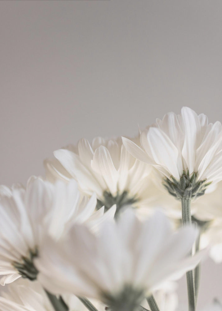 White Flowers 4 | Poster