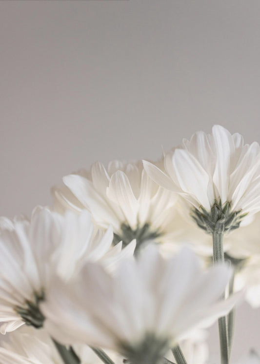 White Flowers 4 | Poster