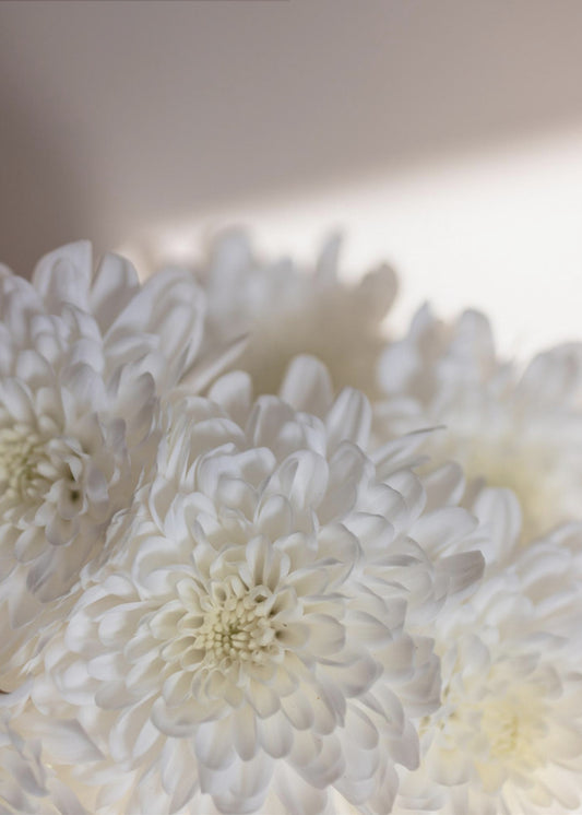White Flowers 6 | Canvas