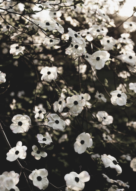 White Spring Tree 5 | Canvas