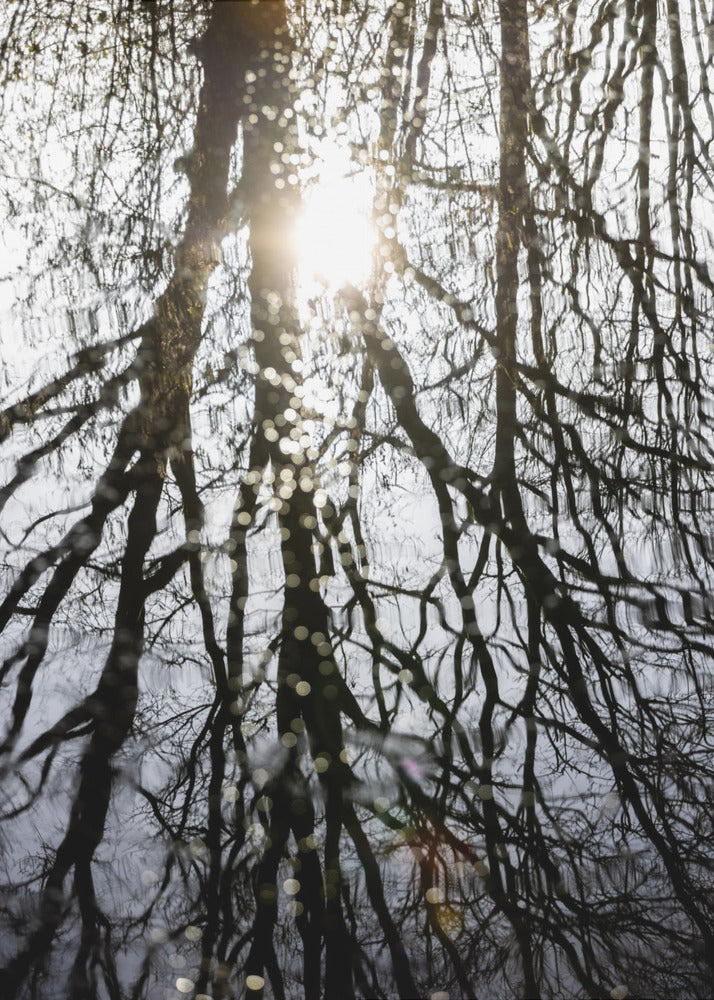 Winter Reflections 4 | Canvas