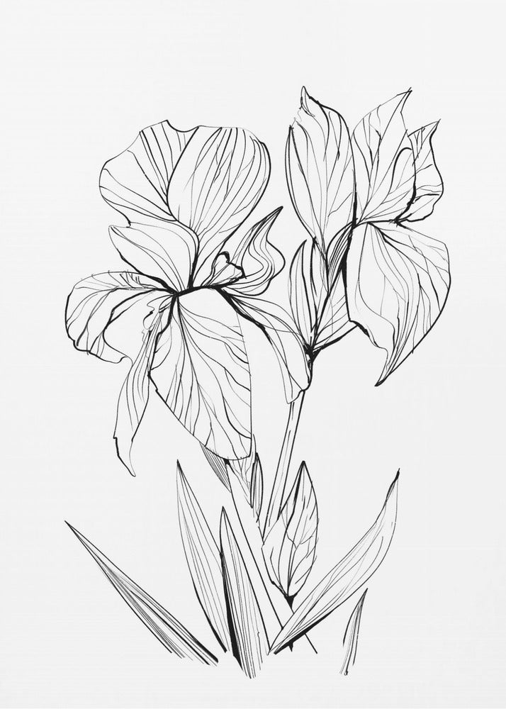 Irises | Poster
