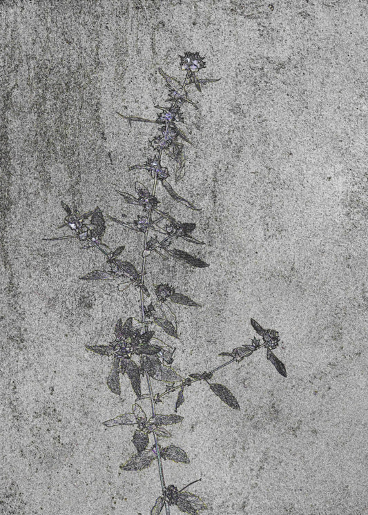 Concrete Blossoms | Poster