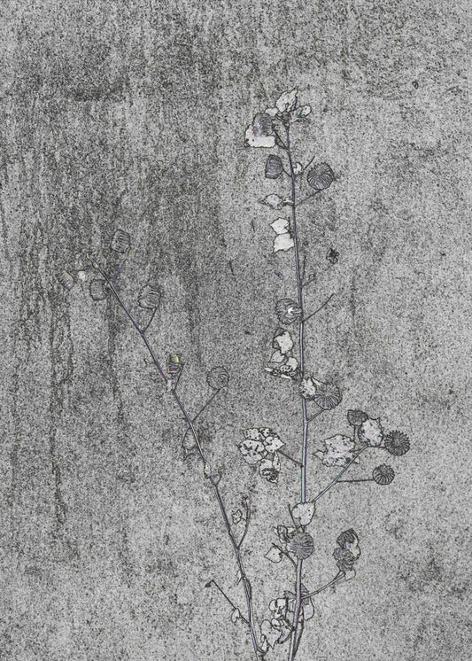 Delicate Decay | Poster