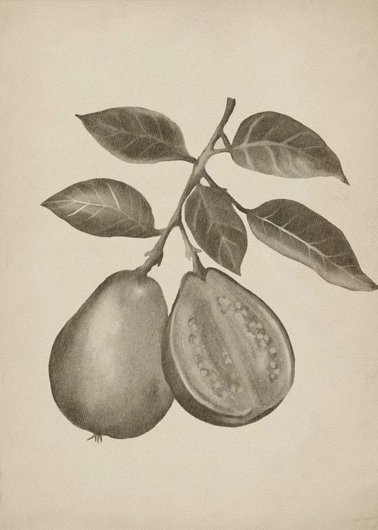 Vintage fruit | Canvas