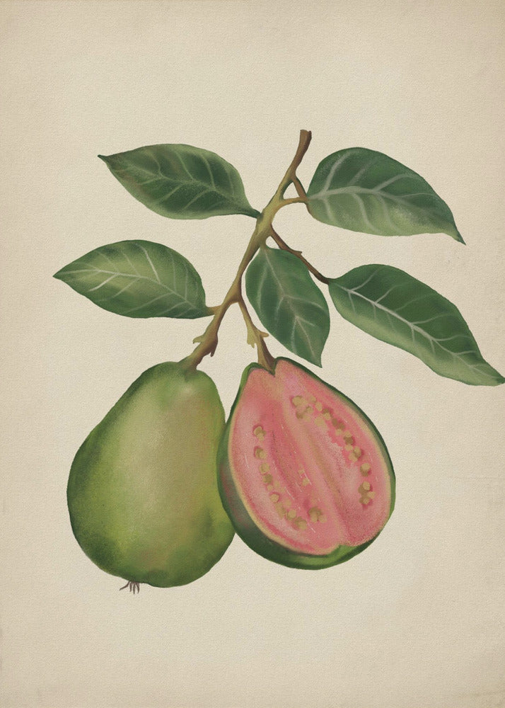 Vintage guava | Poster