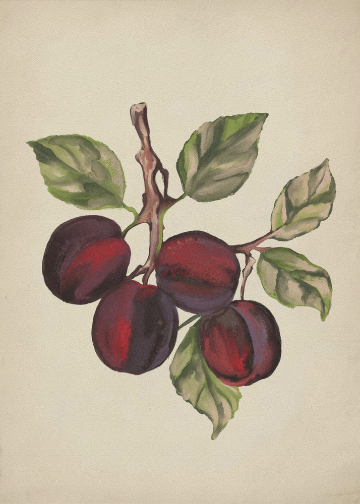 Vintage fruit collection | Poster