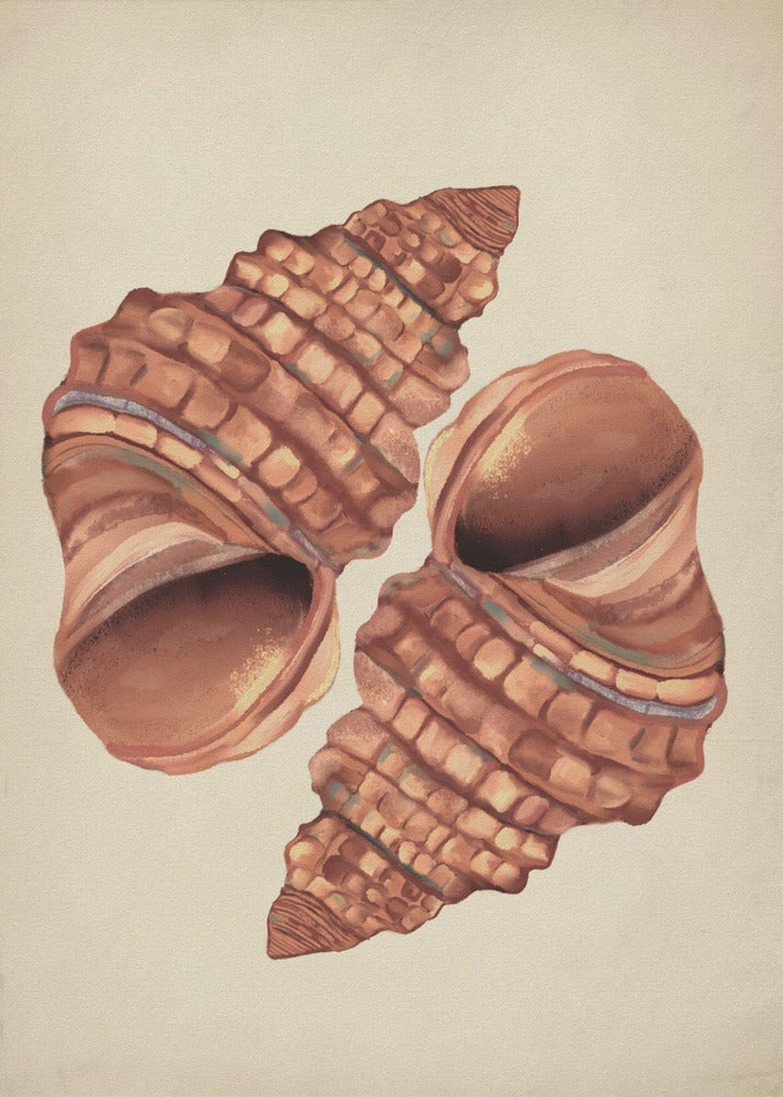 Seashell vintage | Poster