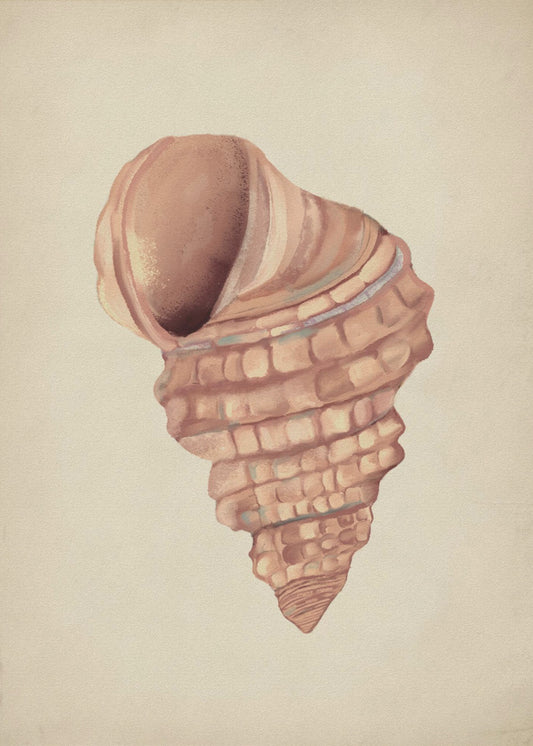 Pink seashells | Poster