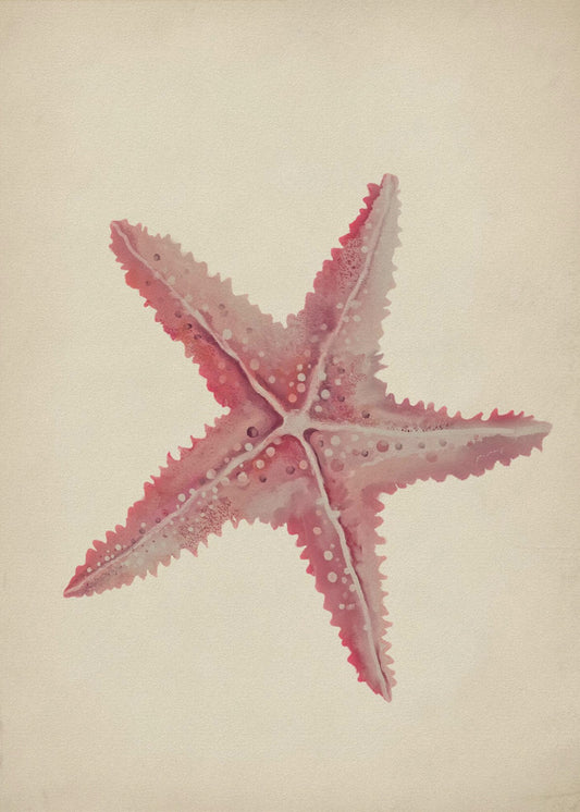 Vintage starfish painting | Poster