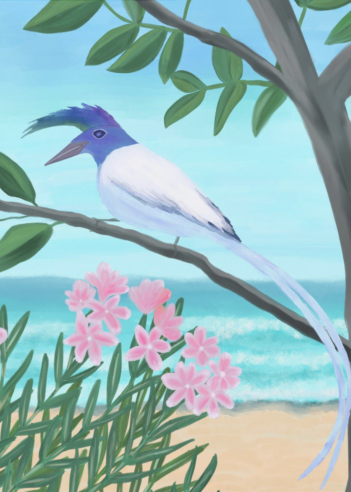 White-throated Magpie-Jay | Poster